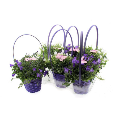 .Arr Campanula pot 12 40cm...