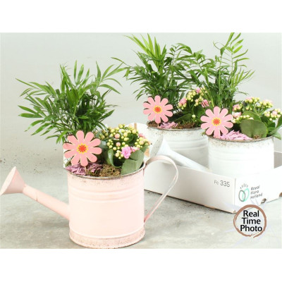 .Arr Kamerpl pot 36 35cm...