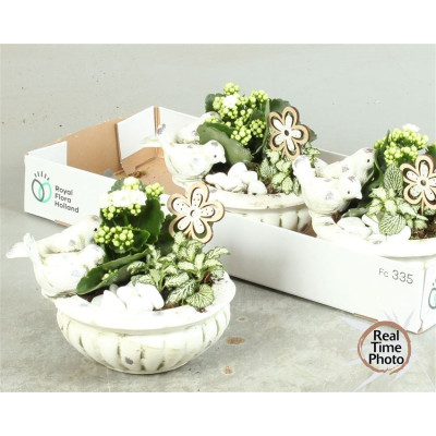 .Arr Kamerpl pot 23 25cm...