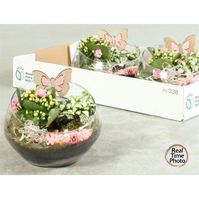 .Arr Kamerpl pot 20 25cm verre