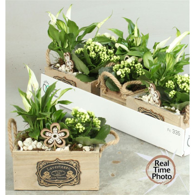 .Arr Kamerpl pot 18 35cm...