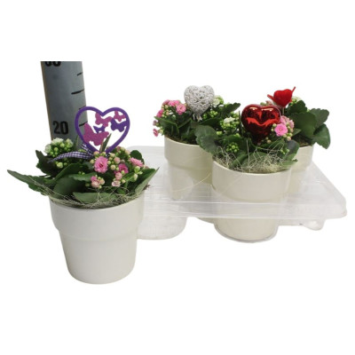 .Arr Pl In Schaal pot 13...