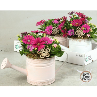 .Arr Tuinplanten pot 36...