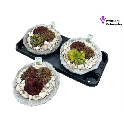 .Arr Tuinplanten pot 20...