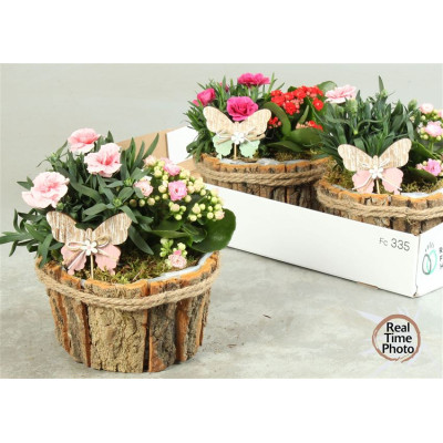 .Arr Tuinplanten pot 17...