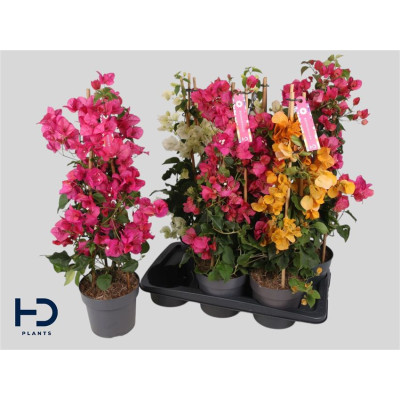 .Bougainv Ov pot 17 65cm