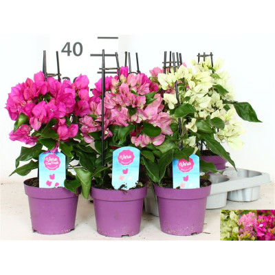 .Bougainv Ov pot 14 35cm