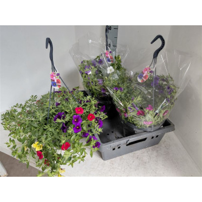 .Calib Minif Gem Pot pot 23...