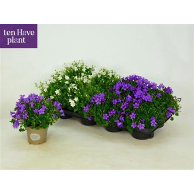 .Camp Ov pot 11 20cm