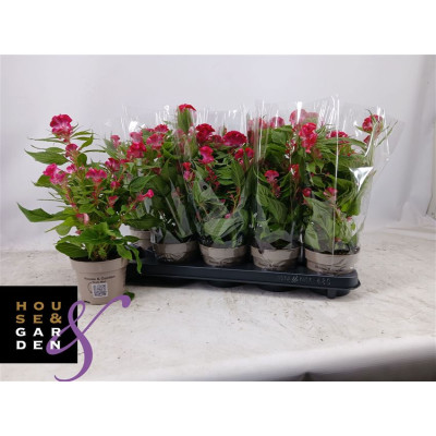 .Cel Cr Twist Pink pot 12 40cm