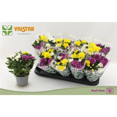 .Chrys Da Vinc Gem Pt pot...