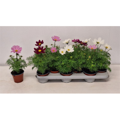 .Cosm Bipinnatus pot 10 30cm