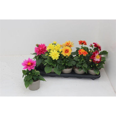 .Dahl L Me Gem pot 12 25cm