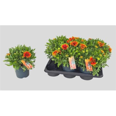 .Gail Kobold pot 17 30cm