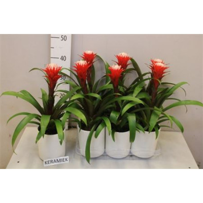 .Guzm Hope pot 12 45cm...