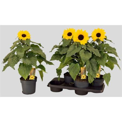 .Heli Sunfin Yel D Ce pot...