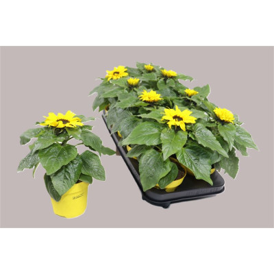 .Heli Sunsation pot 12 30cm