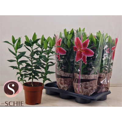 .Lil Or Magny Cours pot 17...