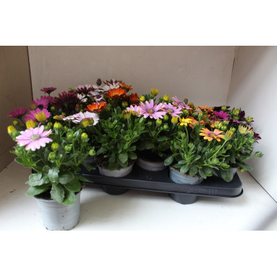 .Osteo Gem pot 10.5 16cm