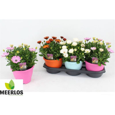 .Osteo Mixk pot 19 28cm