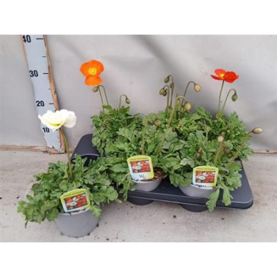 .Papa Nud Gartenzwerg pot...