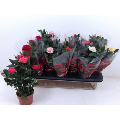 .Ro Gem pot 10.5 15cm