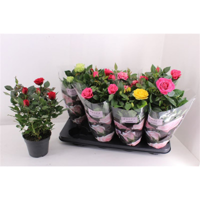 .Ro Pathit Gem 5 Srt pot 13...