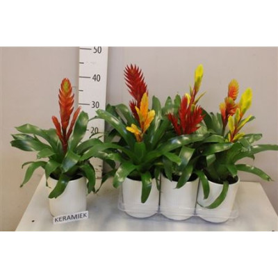 .Vries Gem 6 Srt pot 12...