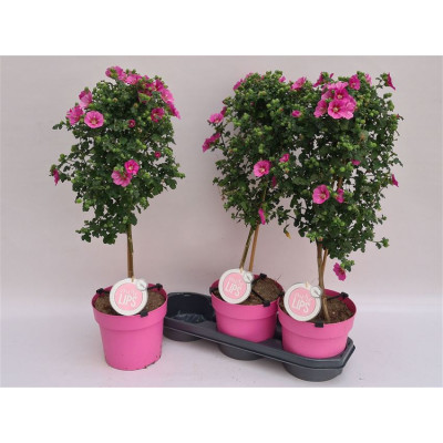 .Anis Cap El Princess pot...