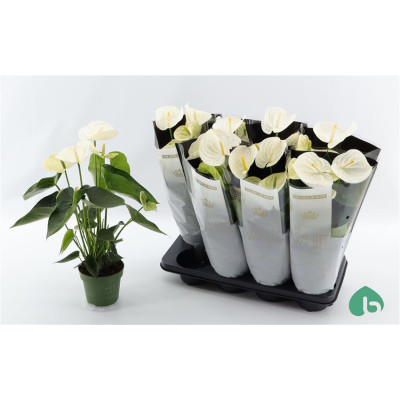 .Anthu An Alpine pot 14 50Cm