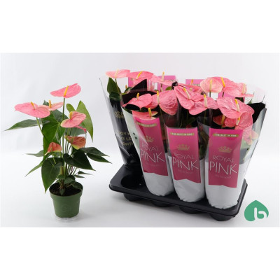 .Anthu An Colorado pot 14 55cm