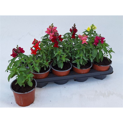 .Antirr Ma Gem pot 13 30cm