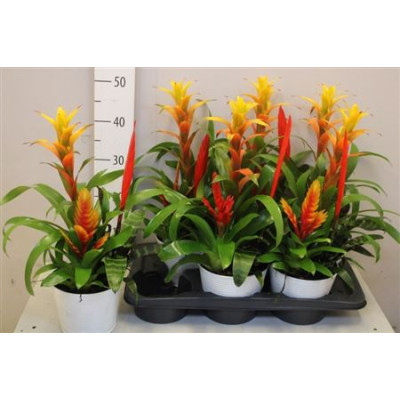 .Arr Bromelia pot 17 60cm zinc