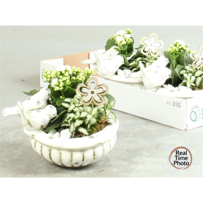 .Arr Kamerpl pot 23 25cm...