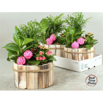 .Arr Kamerpl pot 22 30cm...