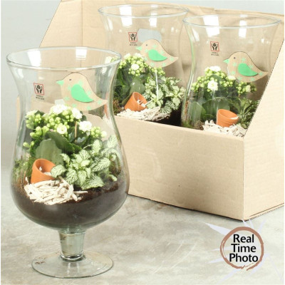 .Arr Kamerpl pot 17 35cm...