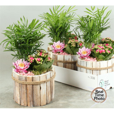 .Arr Kamerpl pot 17 30cm...