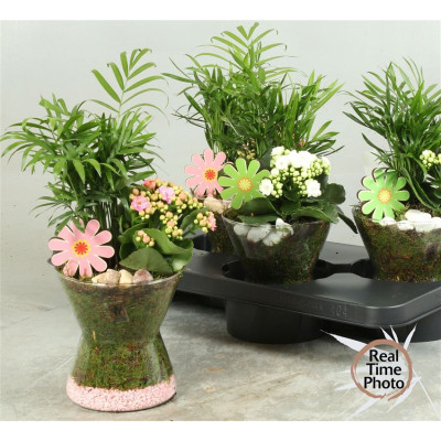 .Arr Kamerpl pot 16 30cm verre