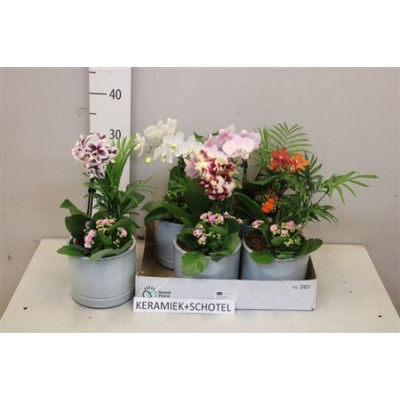 .Arr Kamerpl Bloei pot 15...