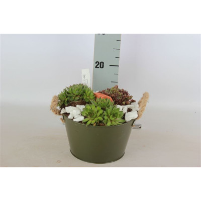 .Arr Sempervivum pot 23...