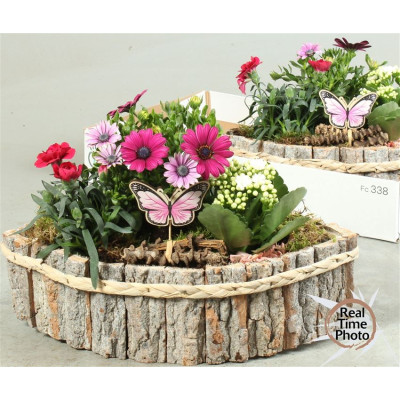 .Arr Tuinplanten pot 37...