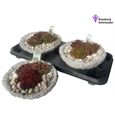 .Arr Tuinplanten pot 20...