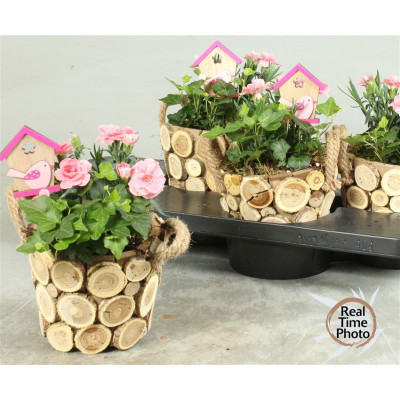 .Arr Tuinplanten pot 16...