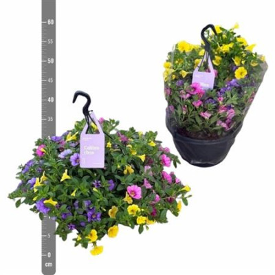 .Calib Tr Tricolore pot 23...