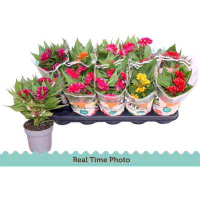 .Cel Cr Twist Gem pot 12 30cm