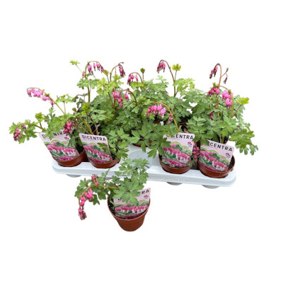 .Dice Spectabilis pot 10.5...