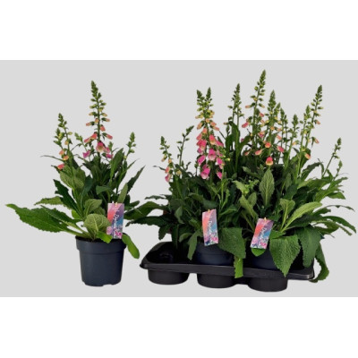 .Digi Panther pot 17 70cm