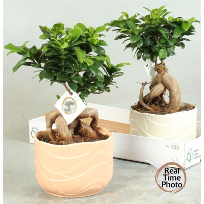 .Fic Mi Ginseng pot 20 45cm...