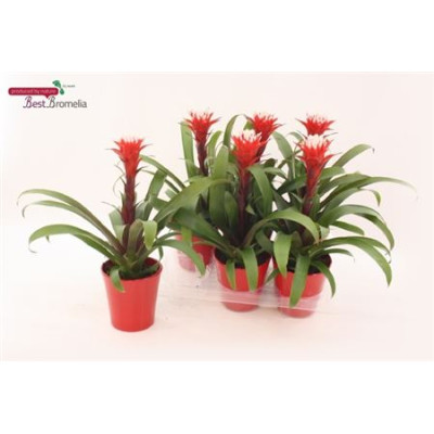 .Guzm Hope pot 13 42cm cera