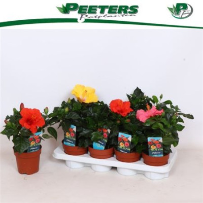 .Hibis Sunny Gem pot 13 30cm